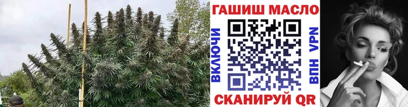 ТГК Wax  Купить где  Оса 